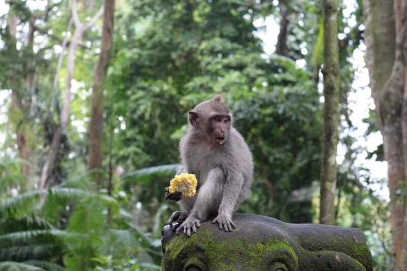 Ubud: Monkey Forest, Rice Terrace, and Waterfall - What to Expect from the Tour