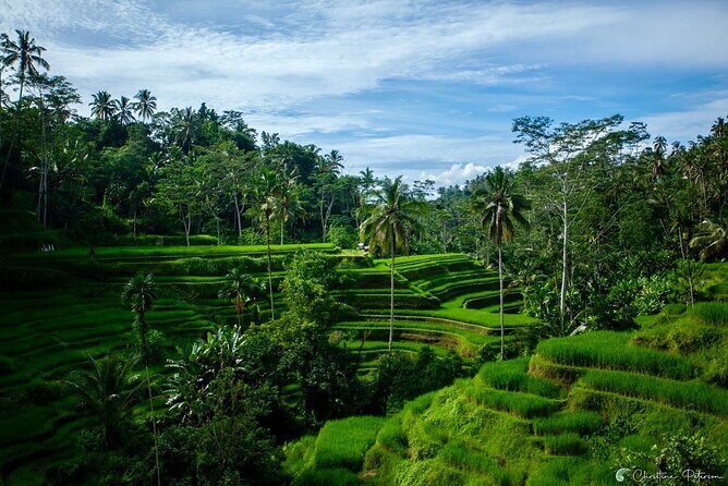 Ubud Monkey Forest - Rice Terrace - Jungle Swing - Water Temple - Who Is This Tour Best For?