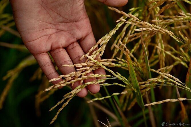 Ubud Monkey Forest - Rice Terrace - Jungle Swing - Water Temple - FAQ