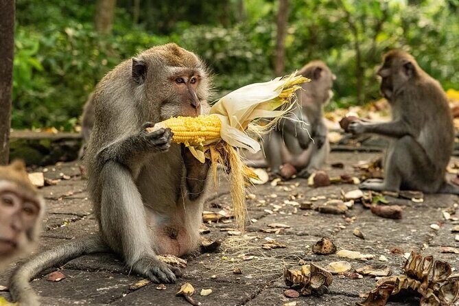 Ubud Monkey Forest - Rice Terrace - Jungle Swing - Water Temple - An In-Depth Look at the Tour