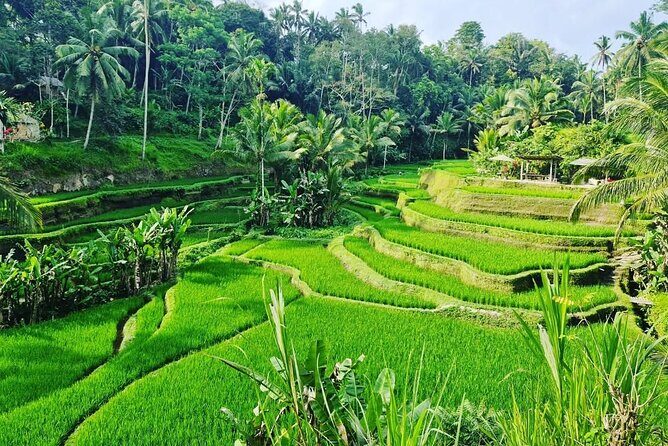 Ubud Monkey Forest - Rice Terrace - Jungle Swing - Water Temple - The Sum Up
