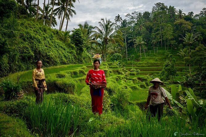 Ubud Monkey Forest - Rice Terrace - Jungle Swing - Water Temple - FAQ