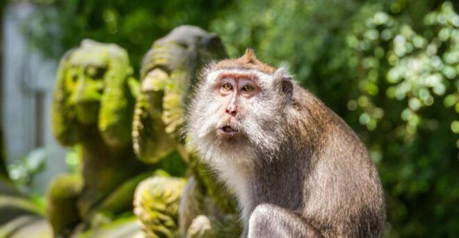 Ubud: Monkey Forest, Rice Terrace & Tanah Lot Private Tour - Luwak Coffee Production Experience