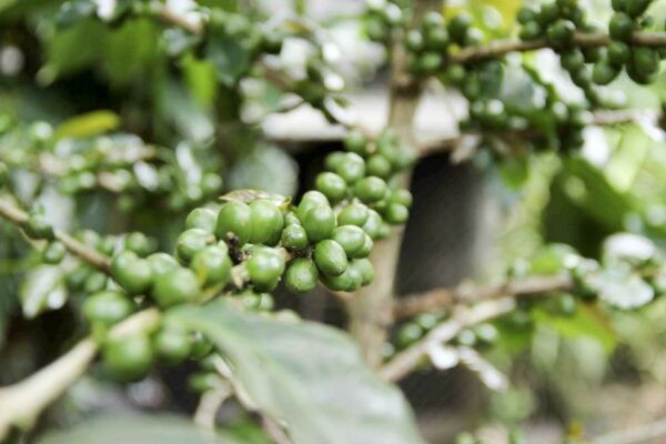 Ubud: Monkey Forest, Rice Terrace & Tanah Lot Private Tour - The Sum Up