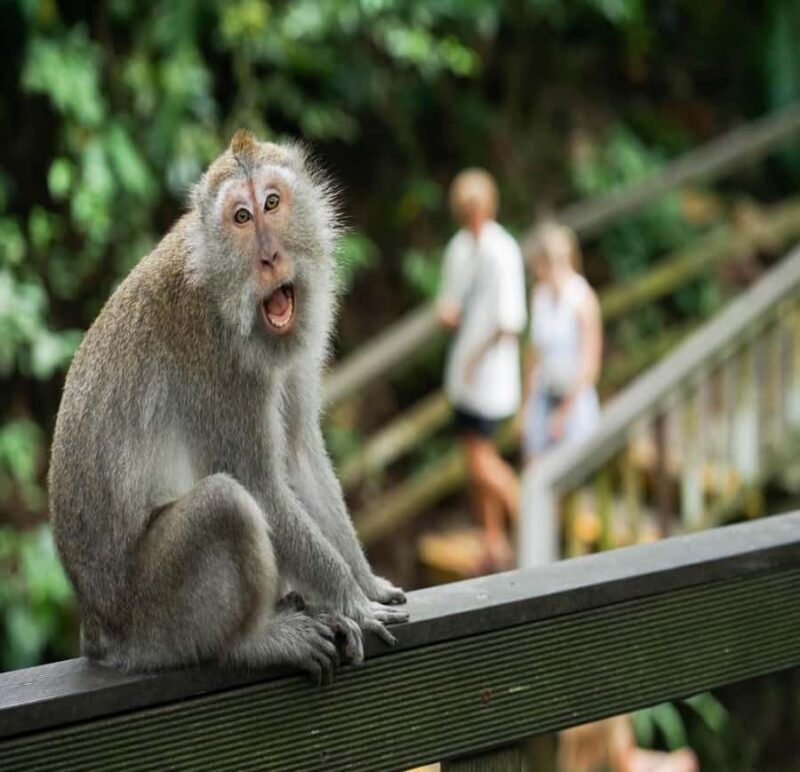 Ubud: Monkey Forest, Rice Terrace ticket included - Who Is This Tour Best For?