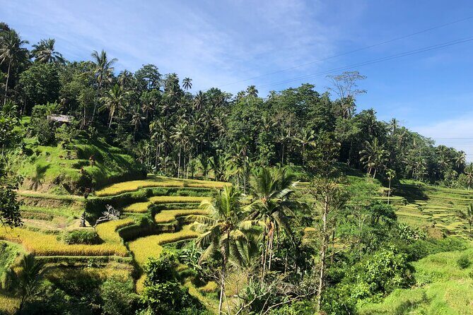 Ubud : Monkey Forest, Rice Terrace, Waterfall, Swing - Final Thoughts