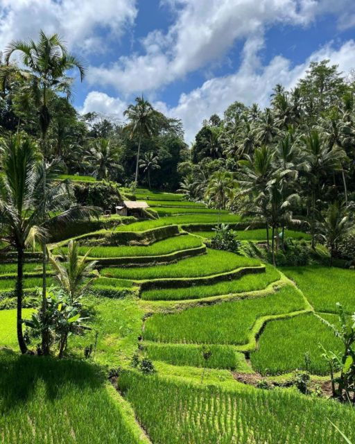 Ubud Monkey Forest, Rice Terrace & Waterfalls Tour - Tour Highlights