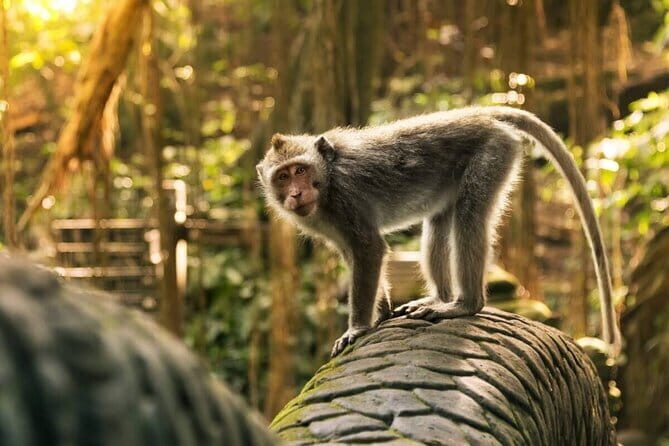 Ubud: Monkey Forest, Rice Terraces and Jungle Swing Tour - Good To Know