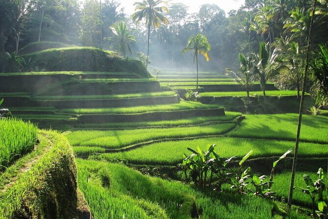 Ubud: Monkey Forest, Rice Terraces and Jungle Swing Tour - The Sum Up
