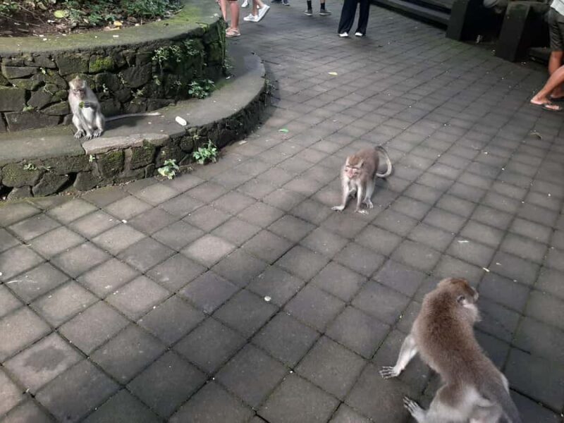 Ubud: Monkey Forest, Rice Terraces, and Waterfall - An In-Depth Look at the Ubud Day Trip