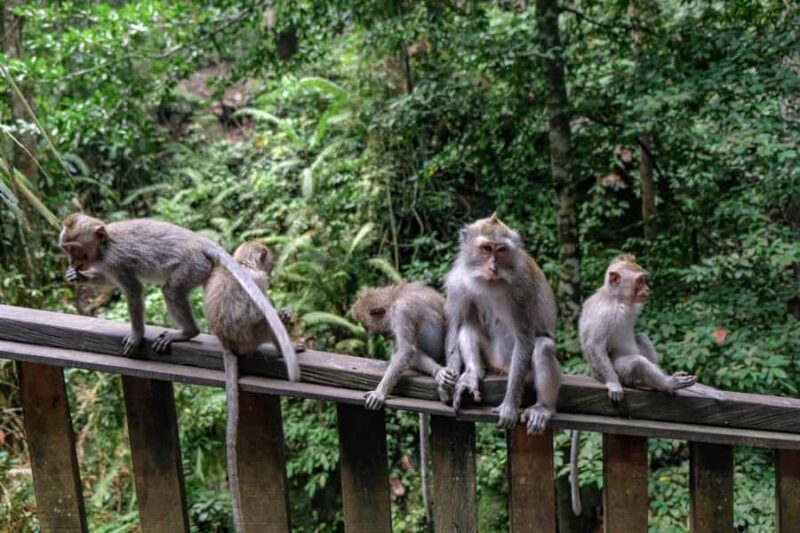 Ubud: Monkey Forest, Rice Terraces, and Waterfall Tour - Good To Know