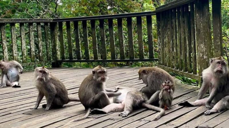 Ubud: Monkey Forest, Rice Terraces, Temple&Petanu Waterfall - An In-Depth Look at the Ubud Day Trip