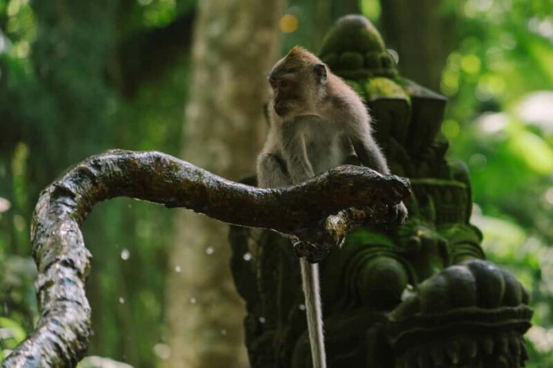 Ubud, Monkey forest, Riceterace Waterfall, Purification - An In-Depth Look at the Ubud Tour