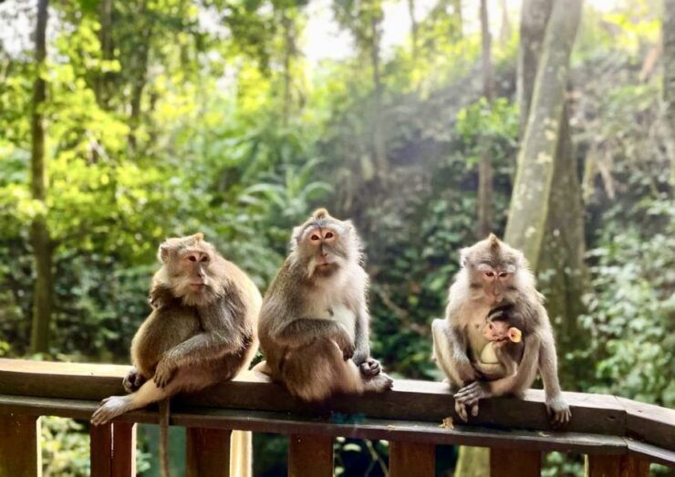 Ubud: Monkey Forest Sanctuary & Jungle Swing Half-Day Tour - Tour Experience