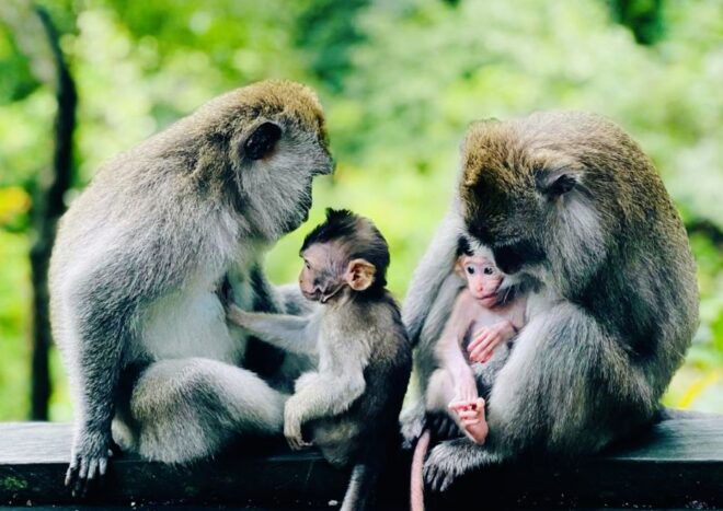 Ubud: Monkey Forest Sanctuary & Jungle Swing Half-Day Tour - Additional Information