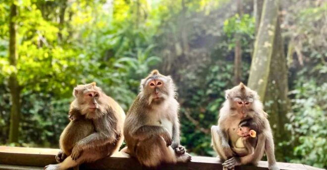 Ubud: Monkey Forest Sanctuary & Jungle Swing Half-Day Tour - Directions