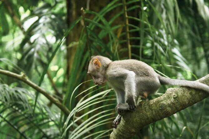 Ubud Monkey Forest, Scenic Rice Terrace with Swing and Waterfall - A Complete Breakdown of the Experience