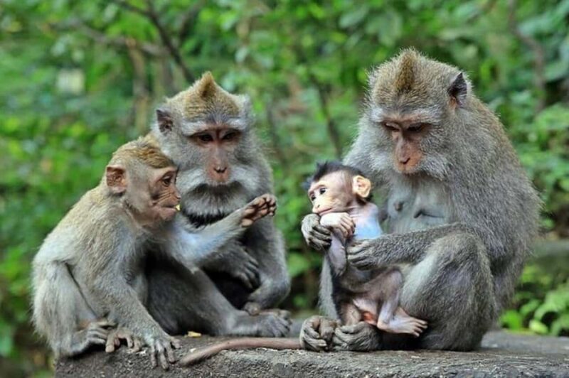 Ubud Monkey Forest, Temple, Rice Terraces, Hidden Waterfall - Exploring Bali’s Natural and Cultural Wonders: A Detailed Review of the Ubud Tour