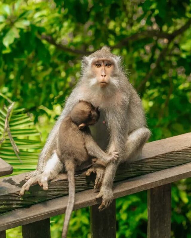 Ubud Monkey Forest, Temple, Rice Terraces, Hidden Waterfall - Good To Know