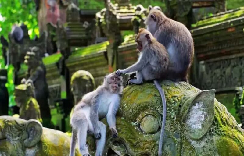 Ubud Monkey Forest, Temple, Rice Terraces, Hidden Waterfall - Final Thoughts
