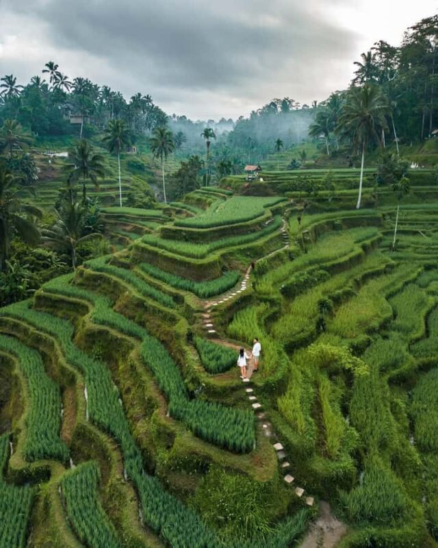 Ubud: Monkey Forest, Tirta Empul & Rice Terrace Day Tour - FAQ