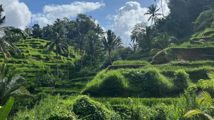 Ubud: Monkey Forest, Water Temple, Rice Terrace & Waterfall - Key Points