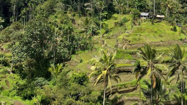 Ubud: Monkey Forest, Water Temple, Rice Terrace & Waterfall - Tegenungan Waterfall