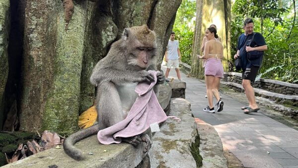 Ubud: Monkey Forest, Water Temple, Rice Terrace & Waterfall - Transportation and Pickup