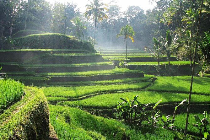 Ubud Monkey Forest Water Temple Waterfall and Rice Terrace - Who Will Love This Tour?