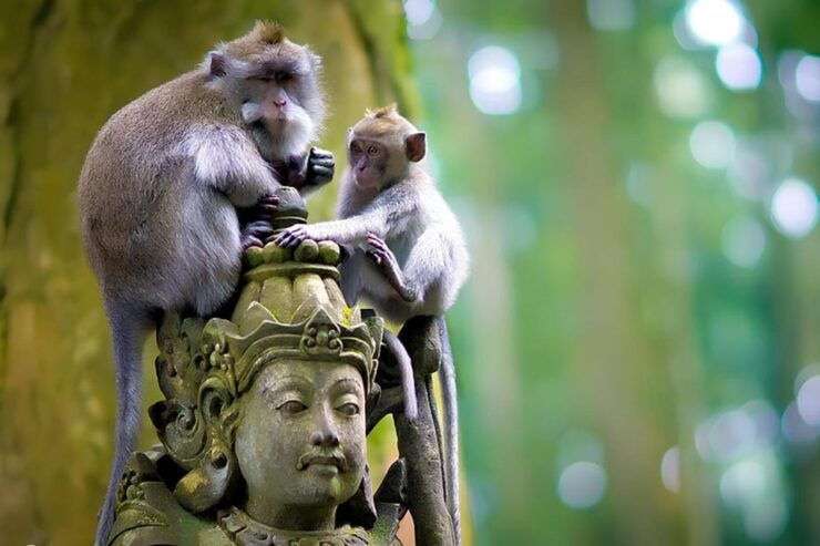 Ubud ;Monkey Forest, Waterfall and Holy Water Temple Purify - Exploring Tegalalang Rice Terraces