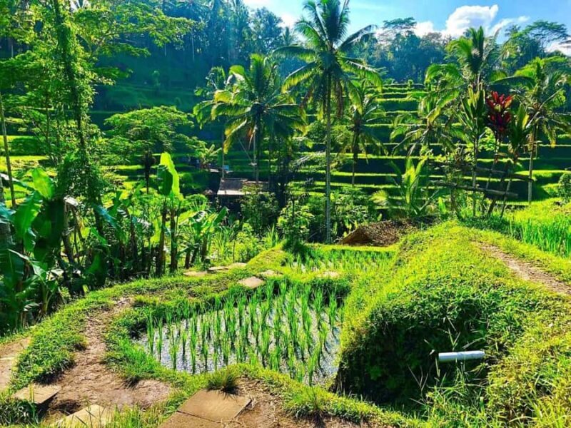 Ubud: Monkey Forest, Waterfall, and Rice Terrace Tour - FAQ