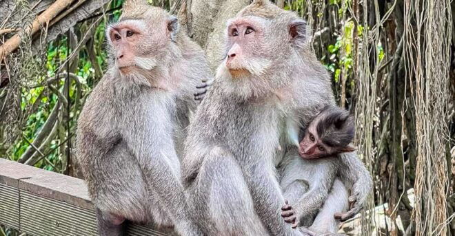 Ubud: Monkey Forest, Waterfall, Rice Terrace & Temple Tour - Customer Reviews