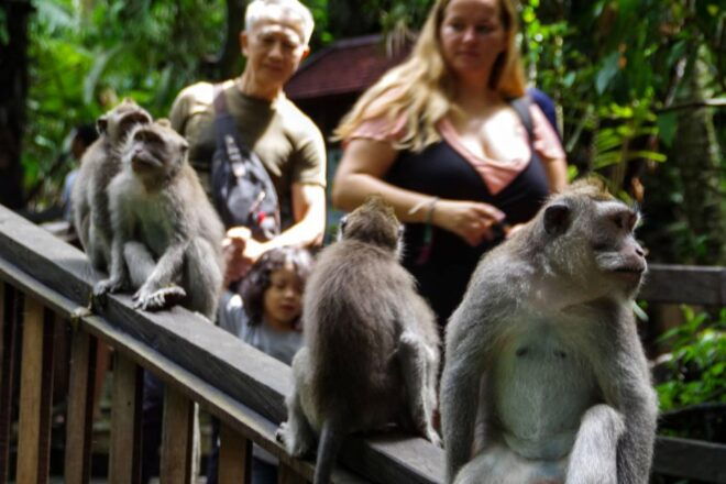 Ubud Monkey Forest, Waterfall, Temple and Rice Terrace Tour - Ubud Monkey Forest