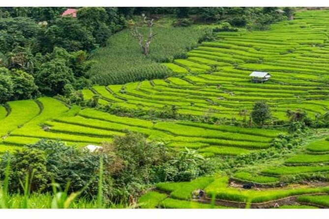 Ubud Natural Scenery With Swing - Pricing and Booking Details