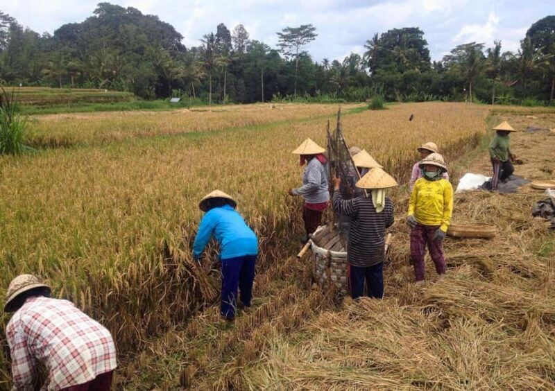 Ubud: Old Spiritual Village & Countryside Life Cycling Tour - Why You Should Consider This Tour