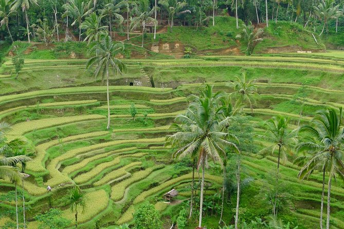 Ubud Popular Spots "Tegalalang"and Taman Ayun,Tanah Lot Temple - Pricing and Booking Details