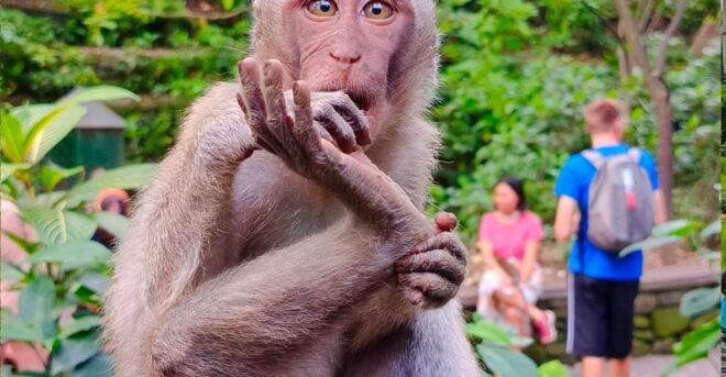 Ubud: Private Charter Car 10hours. - Inclusions