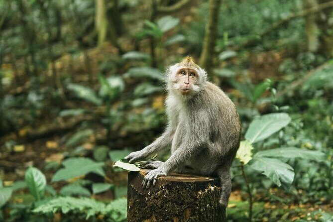 Ubud Private Customized Full Day Tour - Cost and Value Analysis