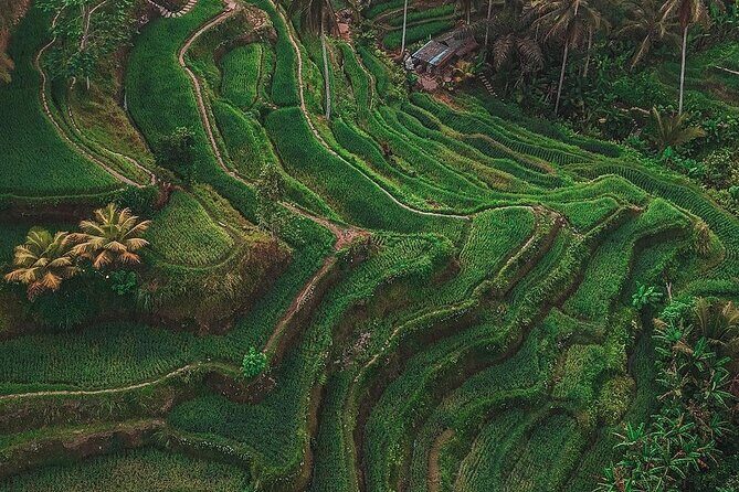 Ubud Private Customized Full Day Tour - Who Is This Tour Best For?