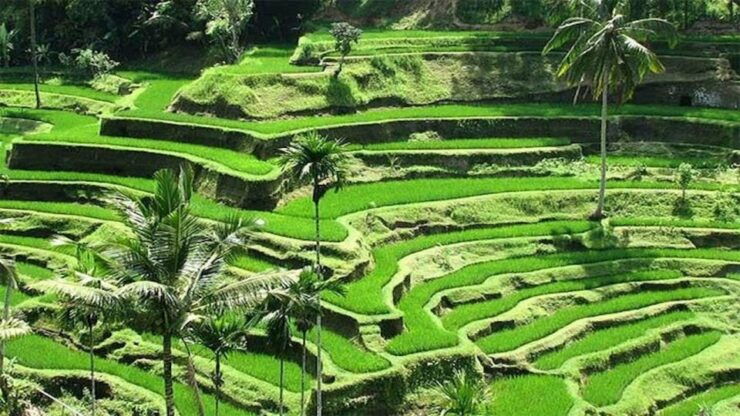 Ubud: Private Evening Tour With Legong Dance Performance - Good To Know