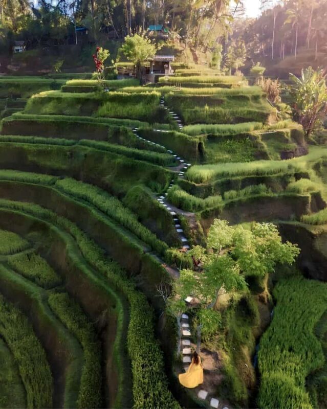 Ubud: Private Scenic Waterfalls and Rice Terraces Tour - Practical Considerations and Tips