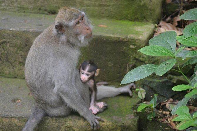 Ubud Private Tour : Choice Your Own Trip - Activities and Attractions in Ubud