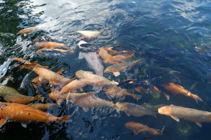 Ubud Private Tour/Rice Terrace, Tirta Empul, Waterfalls, Etc - Tour Details and Options