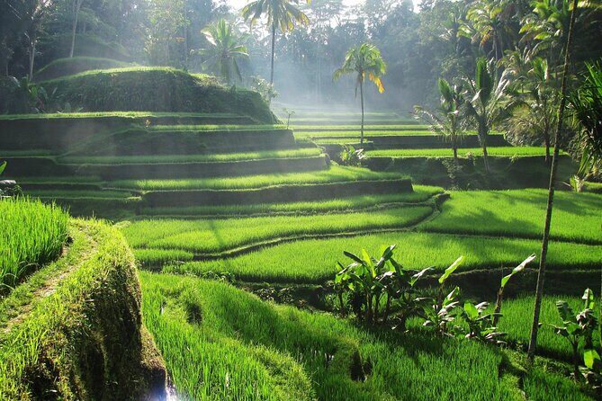 Ubud Private Tour - Waterfalls, Water Temple & Rice Terraces - Authentic insights from travelers
