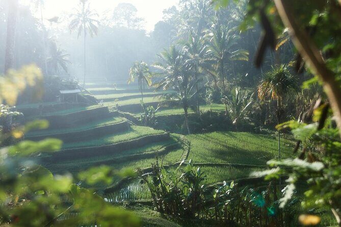 Ubud Private Tour - Waterfalls, Water Temple & Rice Terraces - The Sum Up