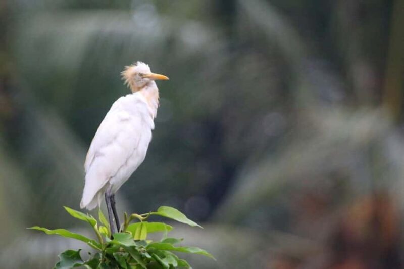 Ubud: Private Tour with Gunung Kawi Temple & Waterfall - Good To Know