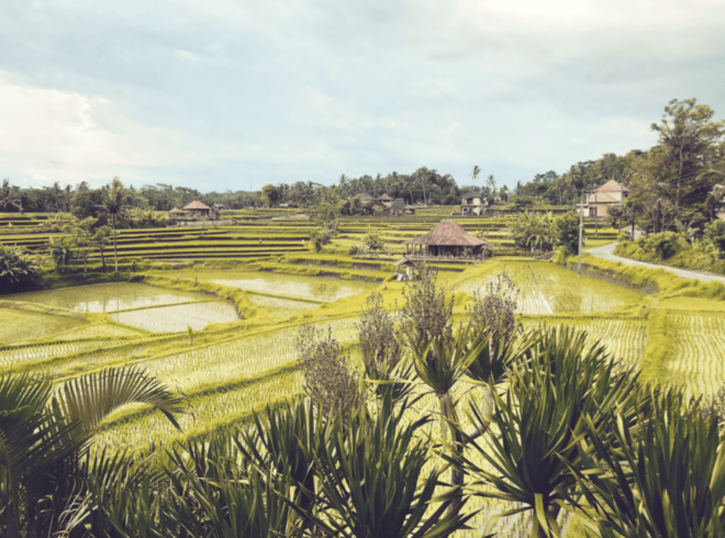 Ubud Relaxation Tour - Inclusions and Exclusions