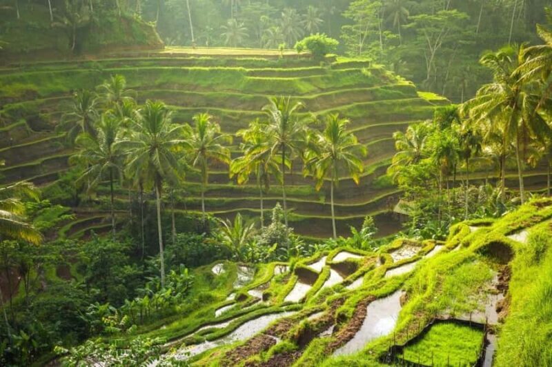 Ubud: Rice Planting, Coconut Oil Class and Waterfall - A Deep Dive into the Day’s Adventures