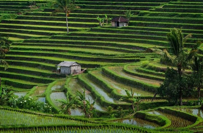 Ubud: Rice Planting, Coconut Oil Class and Waterfall - Who Will Love This Tour?