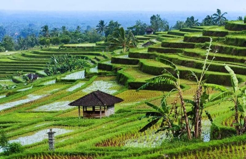 Ubud: Rice Planting, Coconut Oil Class and Waterfall - Final Thoughts